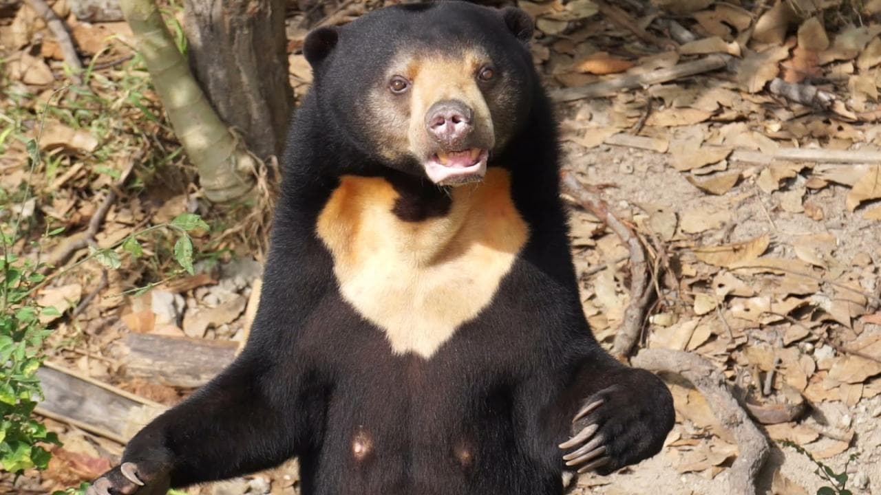 Bear Care Tour + Wildlife Rescue Center — photo 8