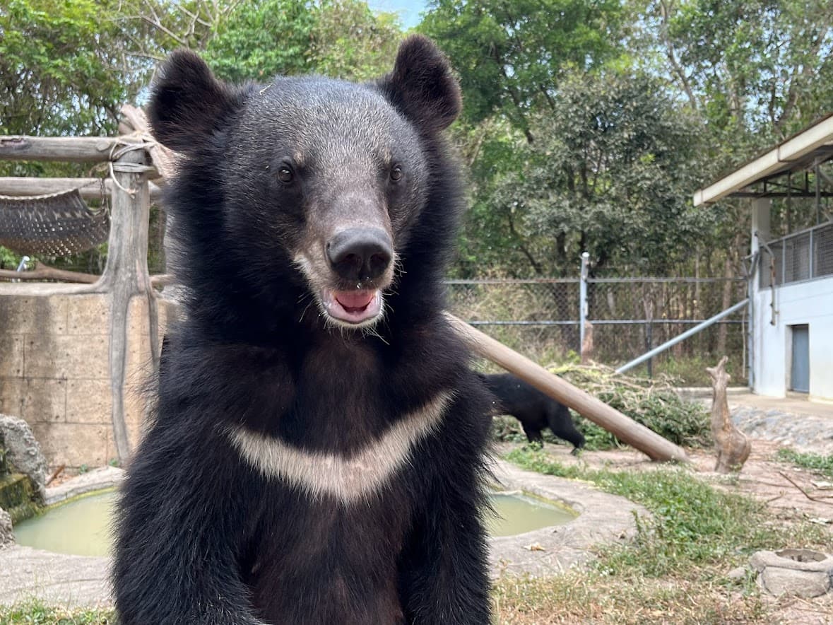 Bear Care Tour + Wildlife Rescue Center — photo 7