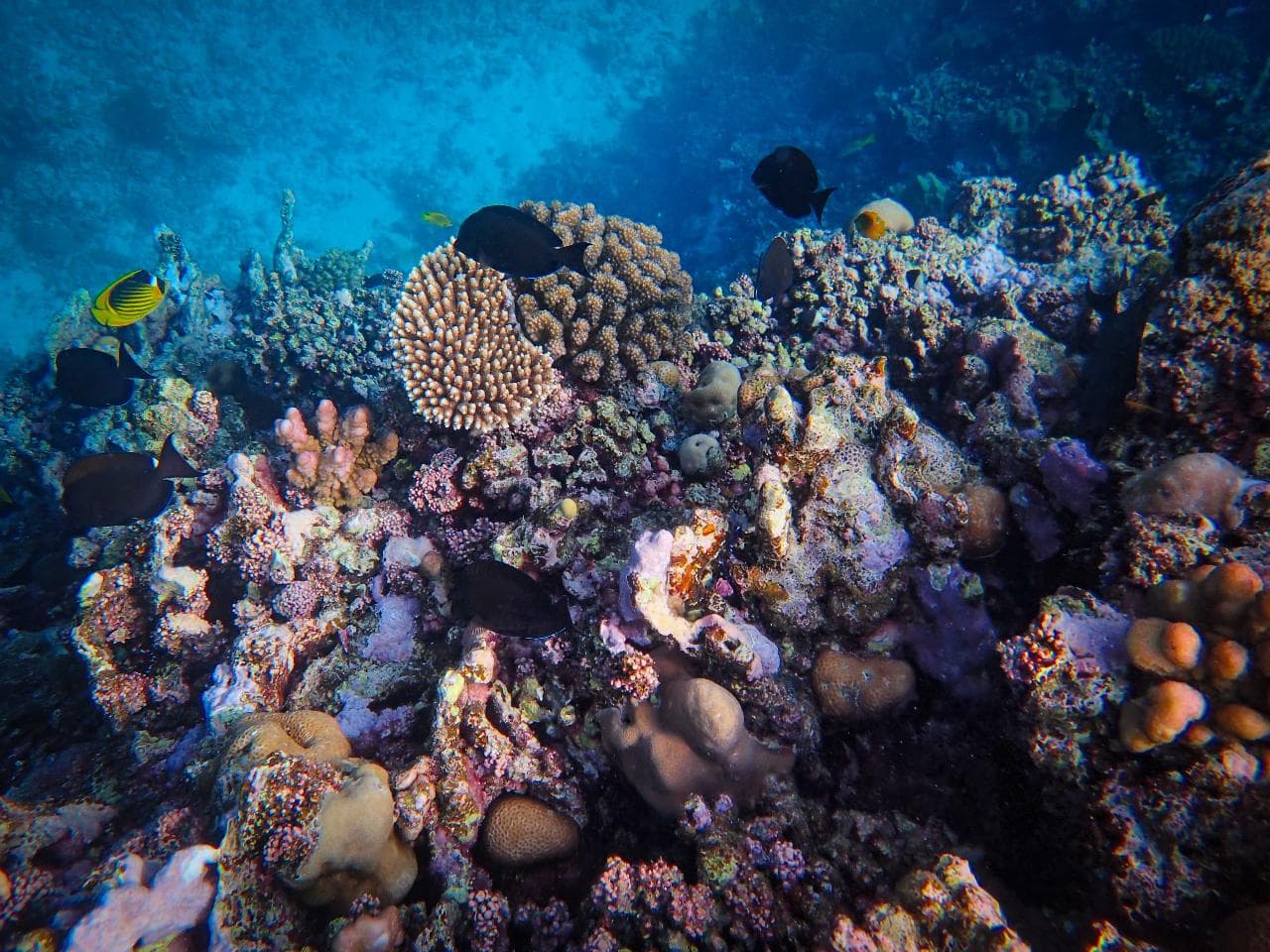 2-Night Stay + Fun Dive Package at Mad Monkey Siquijor — photo 2